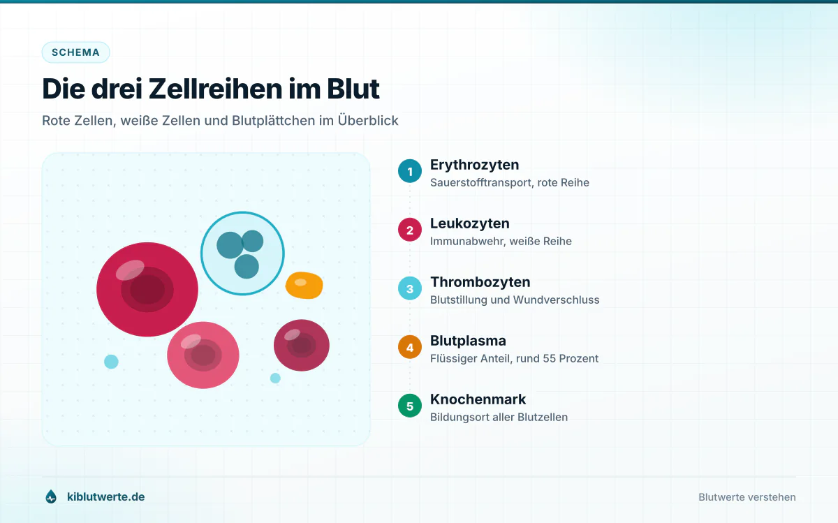 Beschriftetes Schema der Blutzellen im Blutbild mit Erythrozyten, Leukozyten, Thrombozyten, Blutplasma und Knochenmark