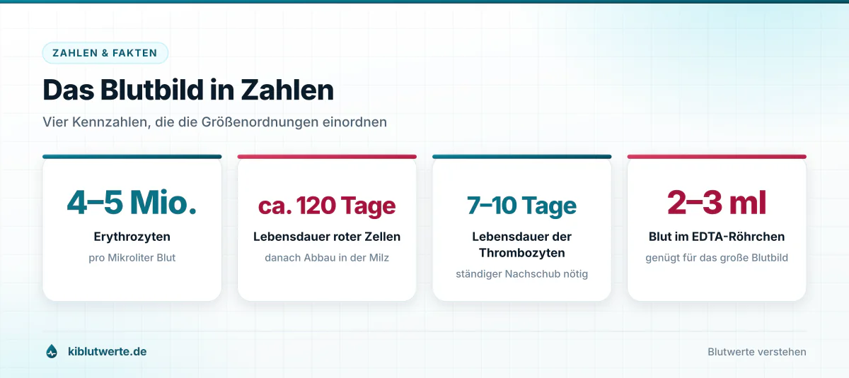 Infografik mit vier Kennzahlen zum Blutbild: Erythrozytenzahl, Lebensdauer der Blutzellen und benötigte Blutmenge