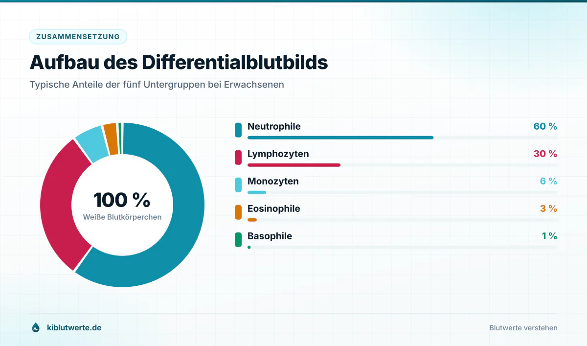 Ringdiagramm des Differentialblutbilds mit den Anteilen von Neutrophilen, Lymphozyten, Monozyten, Eosinophilen und Basophilen