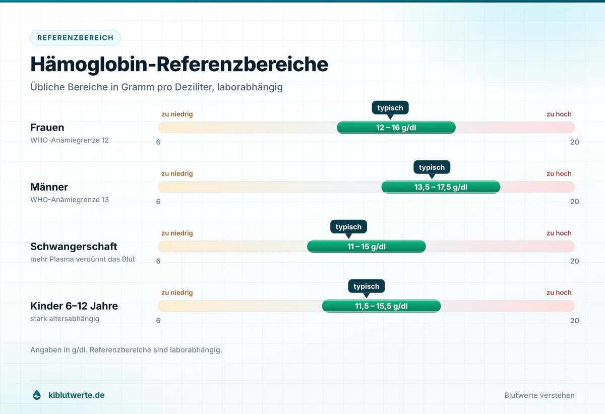 Skalengrafik der Hämoglobin-Referenzbereiche im Blutbild für Frauen, Männer, Schwangere und Kinder in Gramm pro Deziliter