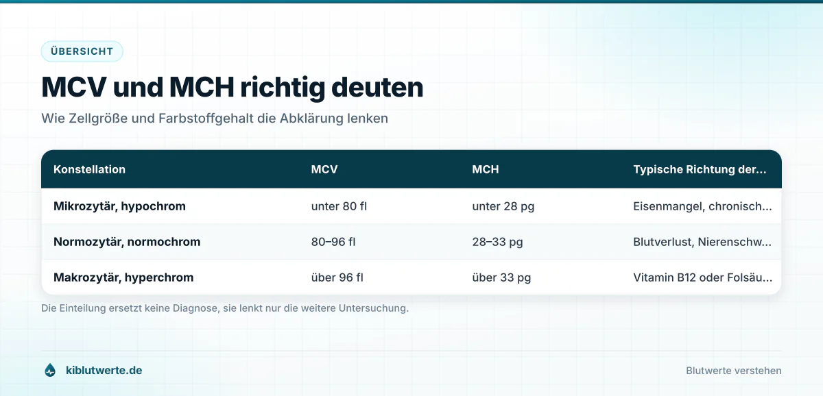 Tabellen-Infografik zu MCV und MCH im Blutbild mit mikrozytärer, normozytärer und makrozytärer Konstellation