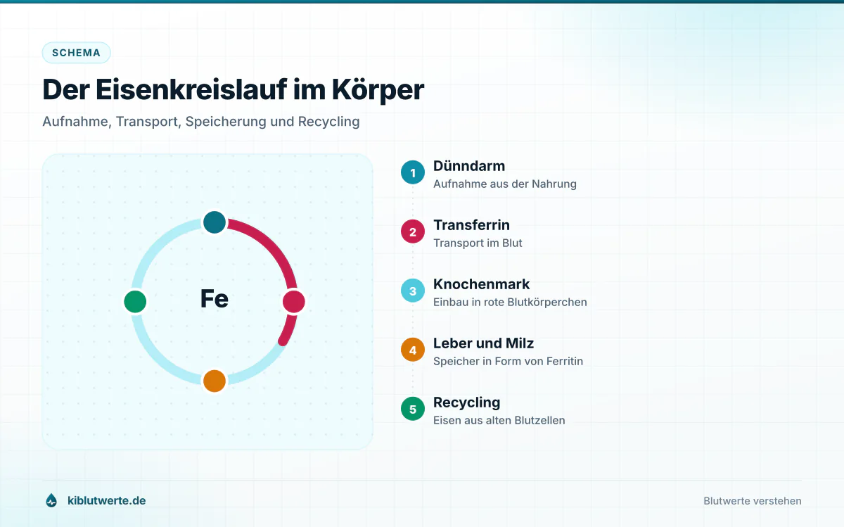 Schema des Eisenkreislaufs mit Dünndarm, Transferrin im Blut, Knochenmark sowie Leber und Milz als Ferritinspeicher
