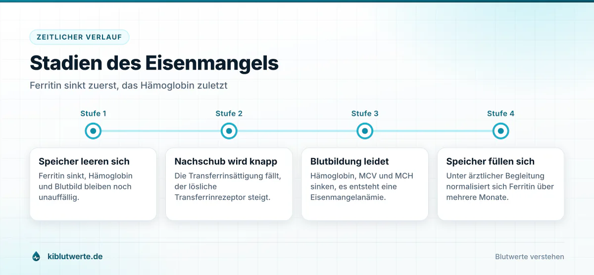 Zeitstrahl der vier Stadien des Eisenmangels von sinkendem Ferritin über niedrige Transferrinsättigung bis zur Anämie