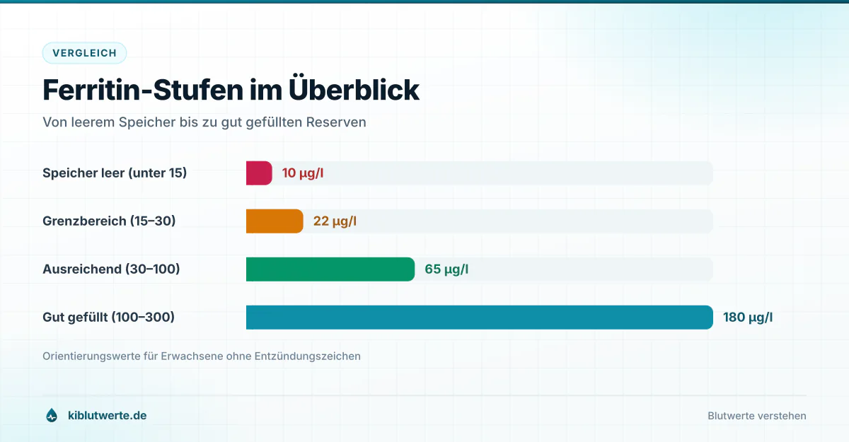 Balkendiagramm mit vier Ferritin-Stufen von leerem Speicher unter 15 bis gut gefüllt über 100 Mikrogramm pro Liter