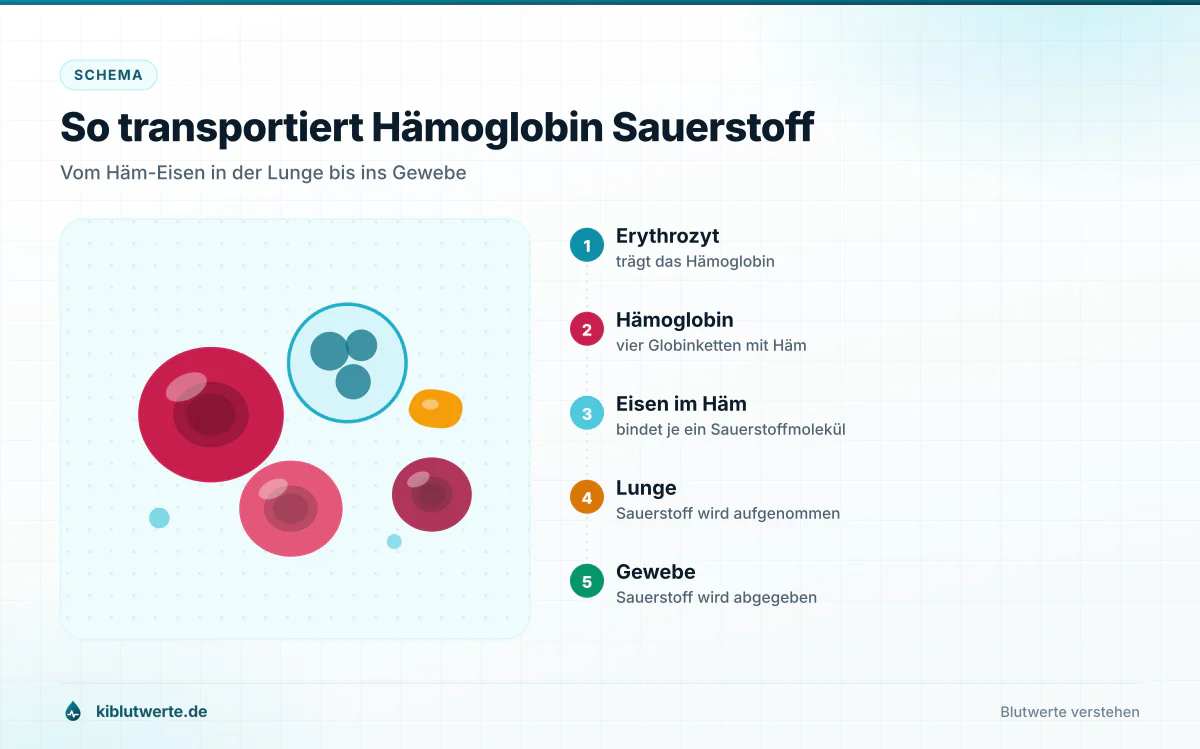 So transportiert Hämoglobin Sauerstoff Schema roter Blutkörperchen, das zeigt, wie Hämoglobin mit seinem Eisen Sauerstoff in der Lunge bindet und im Gewebe abgibt