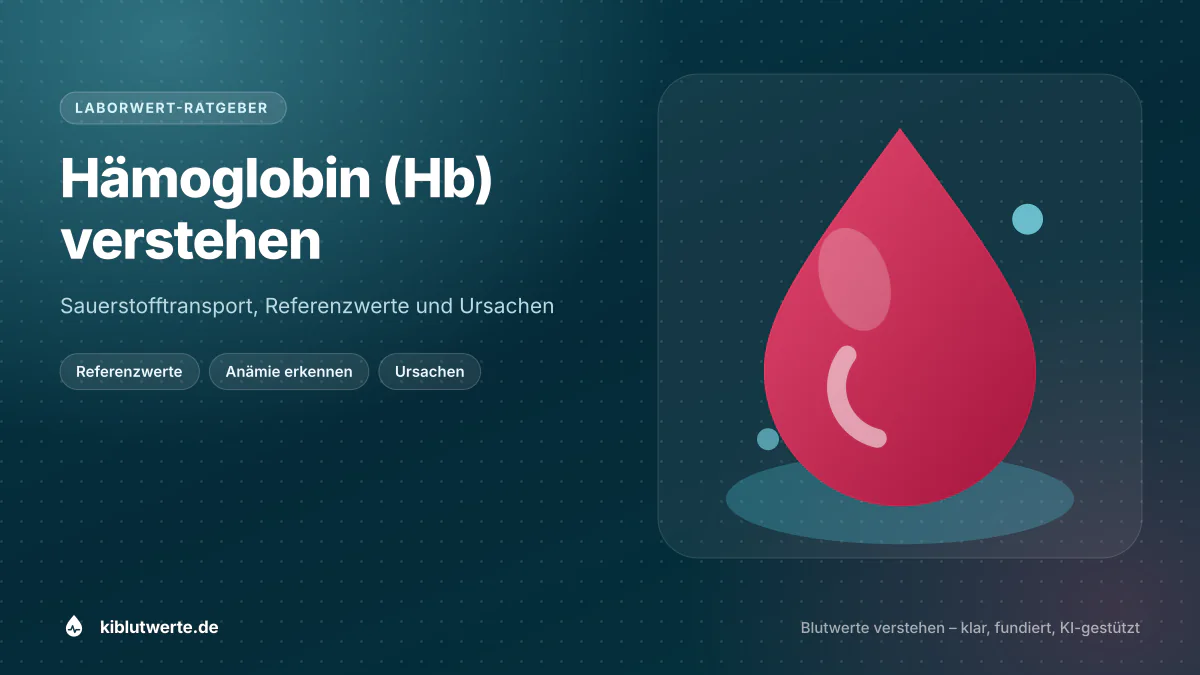Hämoglobin (Hb) verstehen Illustration zum Hämoglobin Wert mit rotem Blutstropfen und roten Blutkörperchen als Symbol für den Sauerstofftransport