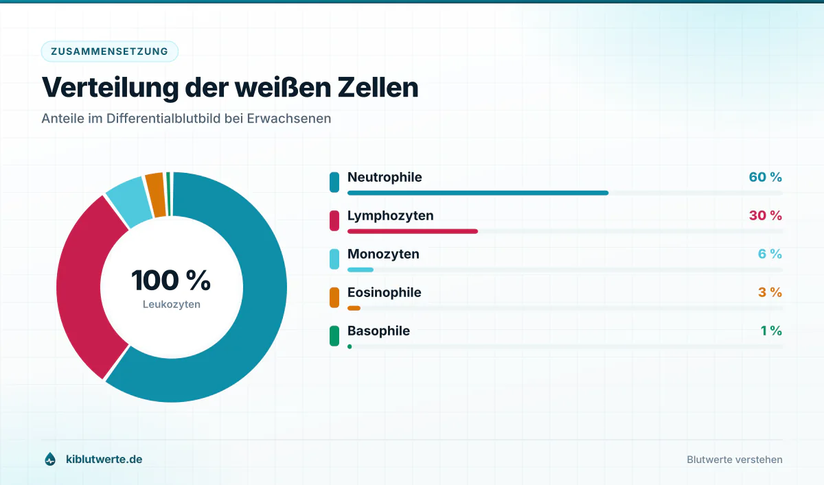 Ringdiagramm zu KI Laborwerten mit den Anteilen von Neutrophilen, Lymphozyten, Monozyten, Eosinophilen und Basophilen