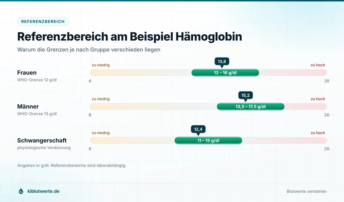 Skala zum Laborbefund lesen mit Referenzbereichen für Hämoglobin bei Frauen, Männern und in der Schwangerschaft