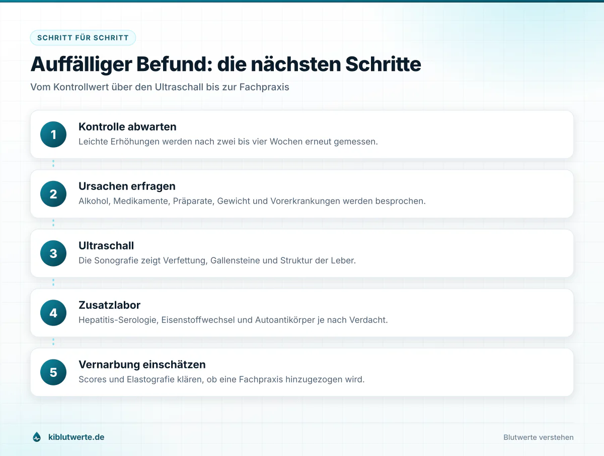 Auffälliger Befund: die nächsten Schritte Ablaufgrafik zur Abklärung erhöhter Leberwerte mit Kontrolle, Anamnese, Ultraschall, Zusatzlabor und Fachpraxis