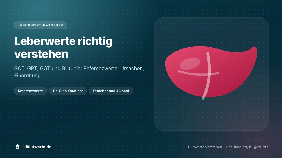 Leberwerte richtig verstehen Titelgrafik zu Leberwerten mit stilisierter Leber und den Stichworten Referenzwerte, De-Ritis-Quotient und Ursachen