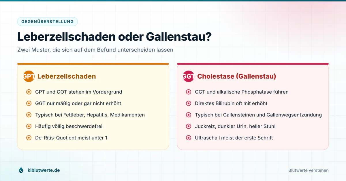 Leberzellschaden oder Gallenstau? Gegenüberstellung von Leberzellschaden mit erhöhten Transaminasen und Cholestase mit erhöhter GGT und alkalischer Phosphatase