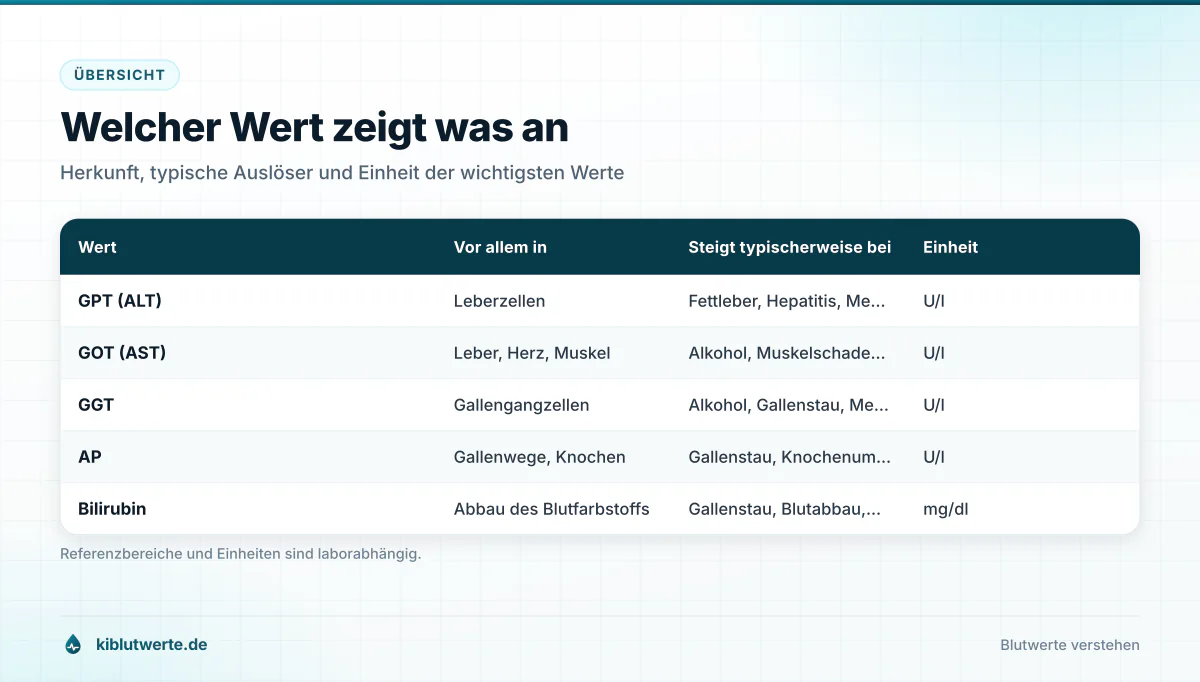 Welcher Wert zeigt was an Tabellengrafik mit GPT, GOT, GGT, alkalischer Phosphatase und Bilirubin sowie Herkunft, typischen Auslösern und Einheit