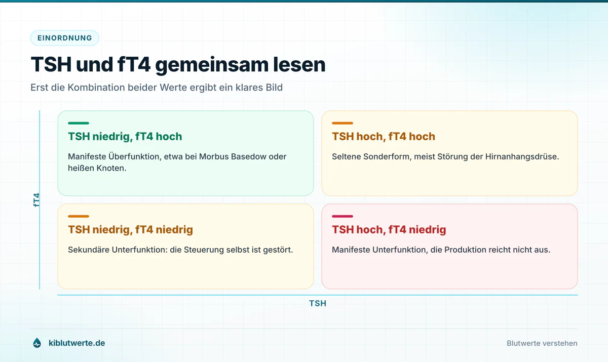 Vier-Felder-Matrix aus TSH und freiem T4 mit den Konstellationen Überfunktion, Unterfunktion und seltenen Sonderfällen