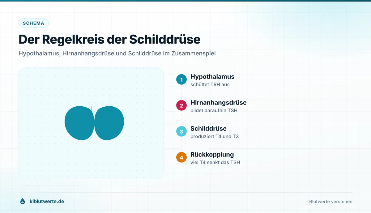 Schema des Regelkreises zwischen Hypothalamus, Hirnanhangsdrüse und Schilddrüse mit TRH, TSH und den Hormonen T4 und T3