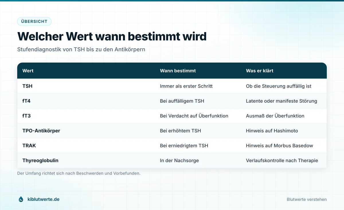 Tabelle der Schilddrüsenwerte TSH, fT4, fT3, TPO-Antikörper und TRAK mit Angabe, wann sie bestimmt werden und was sie klären